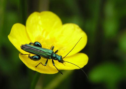 Oedemera nobilis