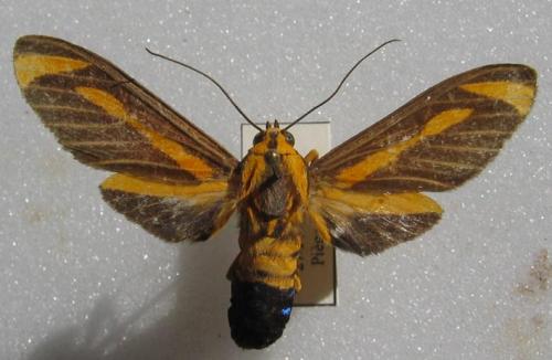 Ormetica sypilus