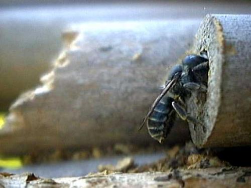 Réf. 7 171 : Osmia caerulescens