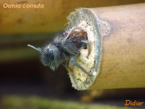 Osmia cornuta
