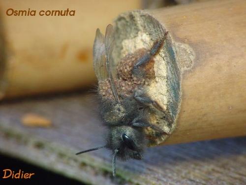 Osmia cornuta