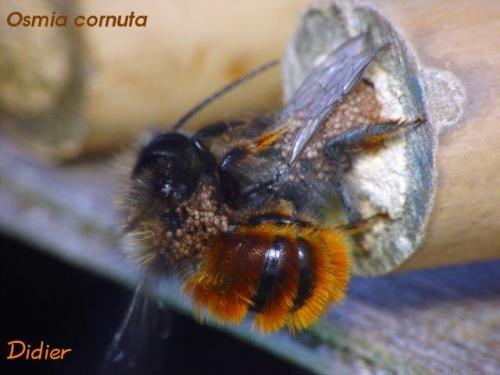 Osmia cornuta