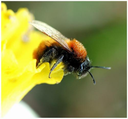 Andrena fulva