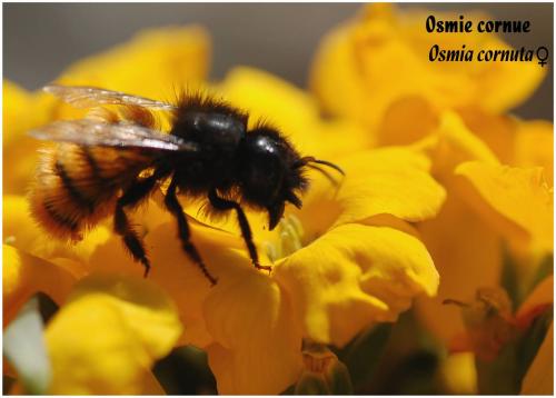 Osmia cornuta