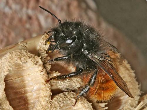 Osmia cornuta