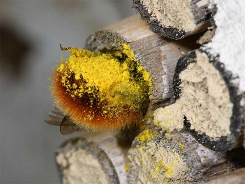 Osmia cornuta