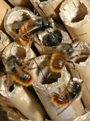 Osmia cornuta