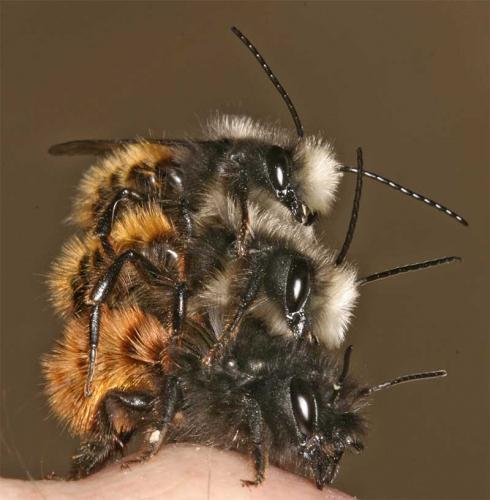 Osmia cornuta