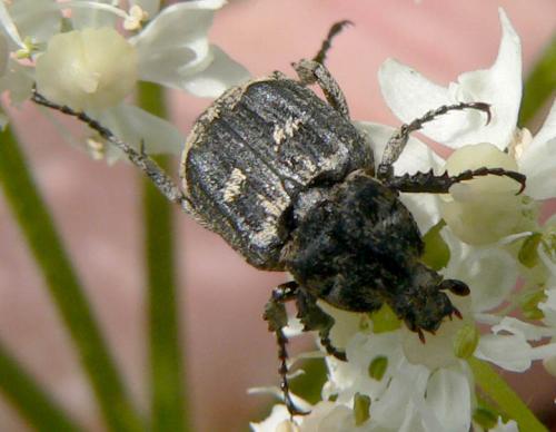 Valgus hemipterus