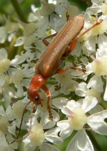 Cantharis rufa