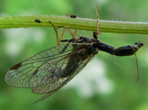 Phaeostigma notatum