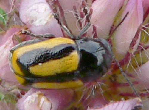 Cryptocephalus vittatus