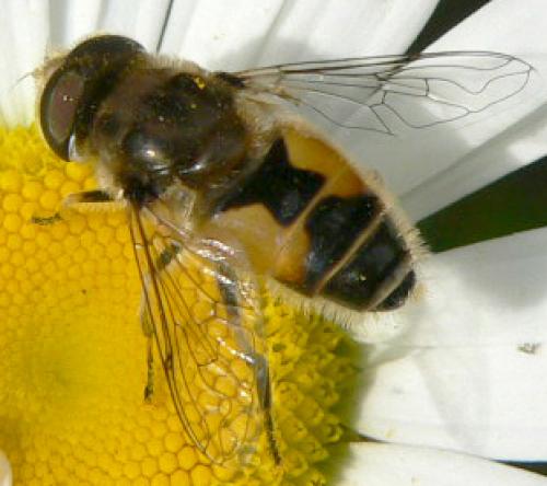 Réf. 7 767 : Eristalis arbustorum
