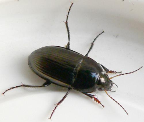 Amara sp.