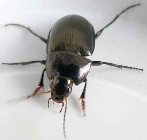 Amara sp.