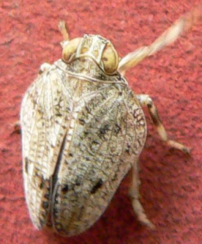 Issus coleoptratus