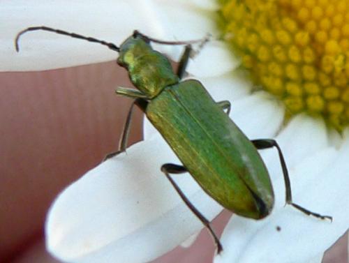 Chrysanthia viridissima