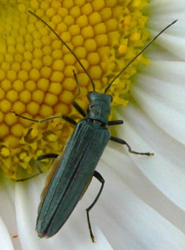 Réf. 7 152 : Oedemera sp.
