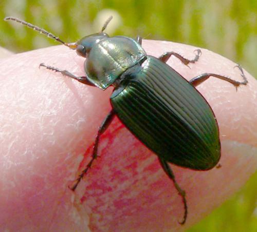 Poecilus cupreus