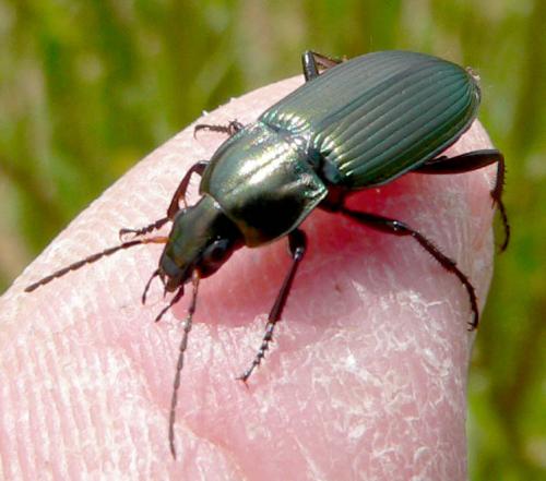 Poecilus cupreus