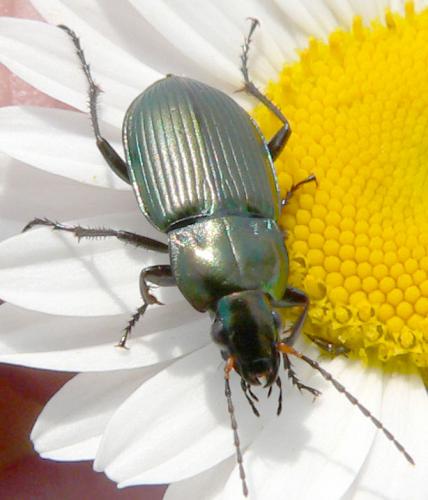 Poecilus cupreus
