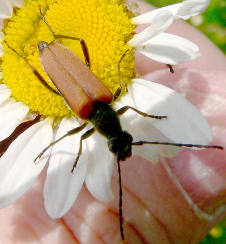 Anastrangalia dubia