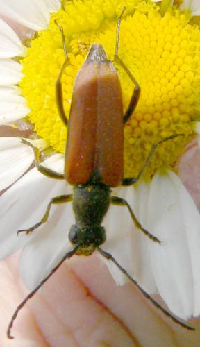 Anastrangalia dubia