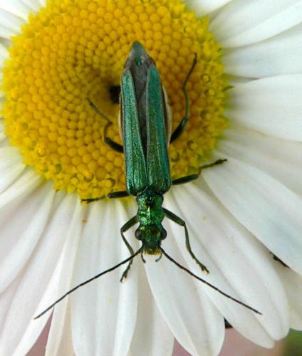 Réf. 7 146 : Oedemera nobilis