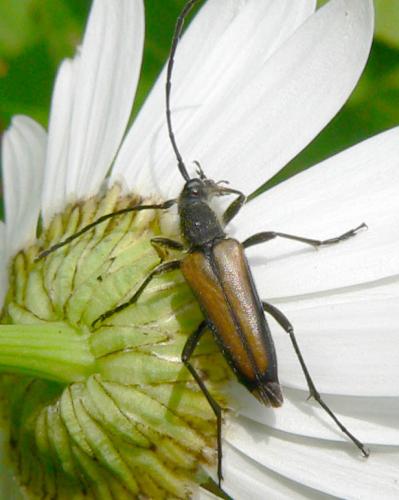 Réf. 7 150 : Anastrangalia dubia