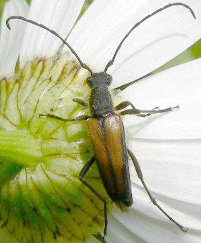 Réf. 7 151 : Anastrangalia dubia