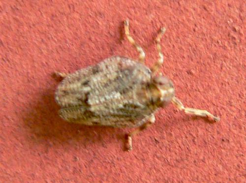 Issus coleoptratus
