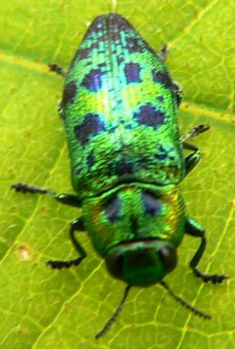 Lamprodila festiva