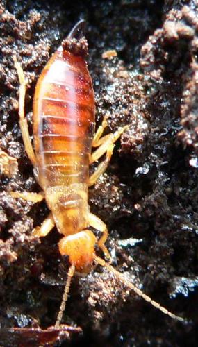 Réf. 7 361 : Chelidurella acanthopygia
