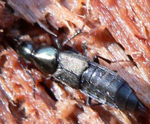 Réf. 7 358 : Philonthus sp.