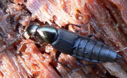 Réf. 7 356 : Philonthus sp.