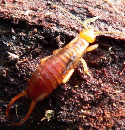 Chelidurella acanthopygia