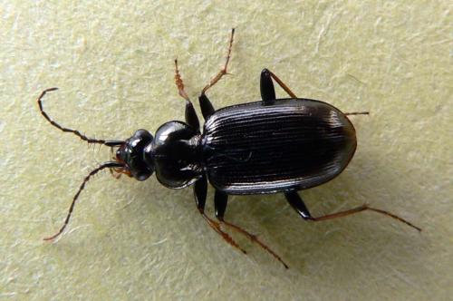 Réf. 7 227 : Loricera pilicornis