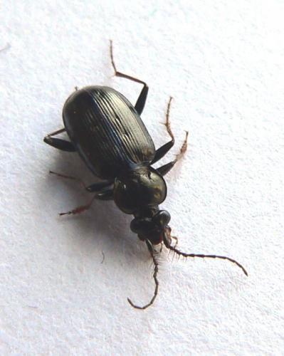 Loricera pilicornis