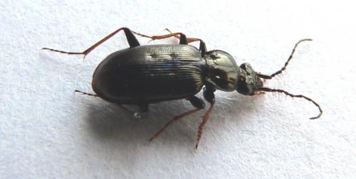 Loricera pilicornis