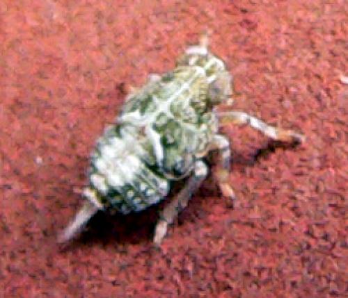 Issus coleoptratus