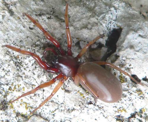 Réf. 7 788 : Dysdera sp.