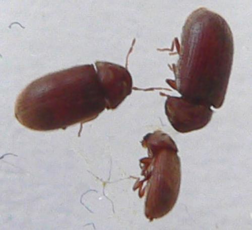 Stegobium paniceum