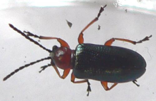 Oulema sp.