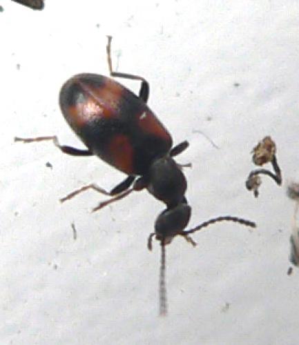 Anthicus antherinus