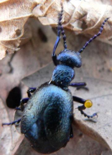 Meloe proscarabaeus