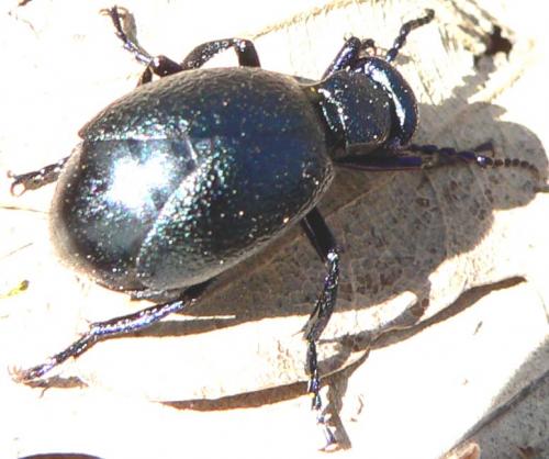 Meloe proscarabaeus