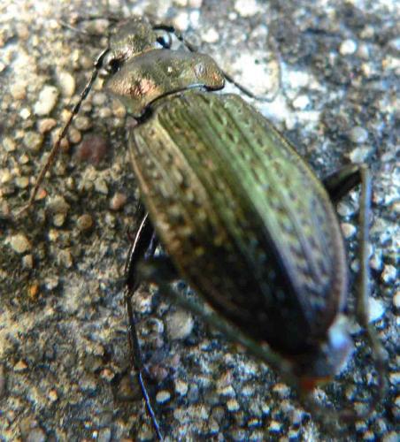 Carabus granulatus