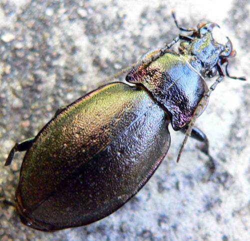 Carabus nemoralis