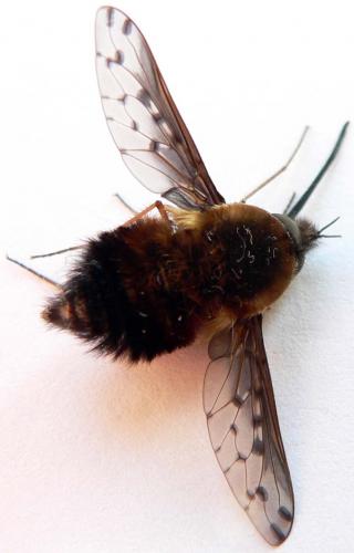 Bombylius discolor