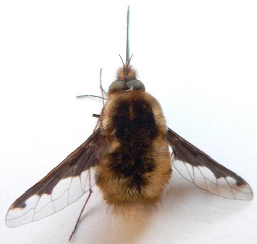 Bombylius major